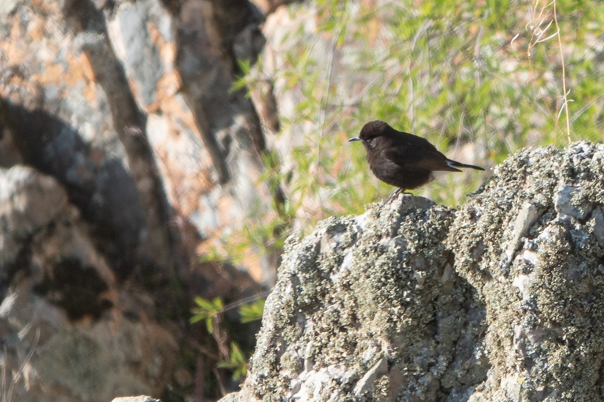 Black Wheatear - ML620613882