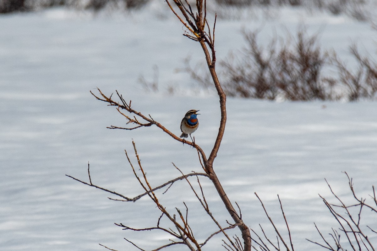 Bluethroat - ML620613883