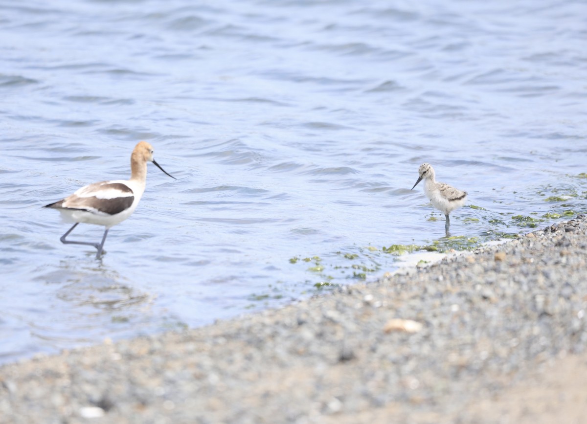 Avoceta Americana - ML620613885