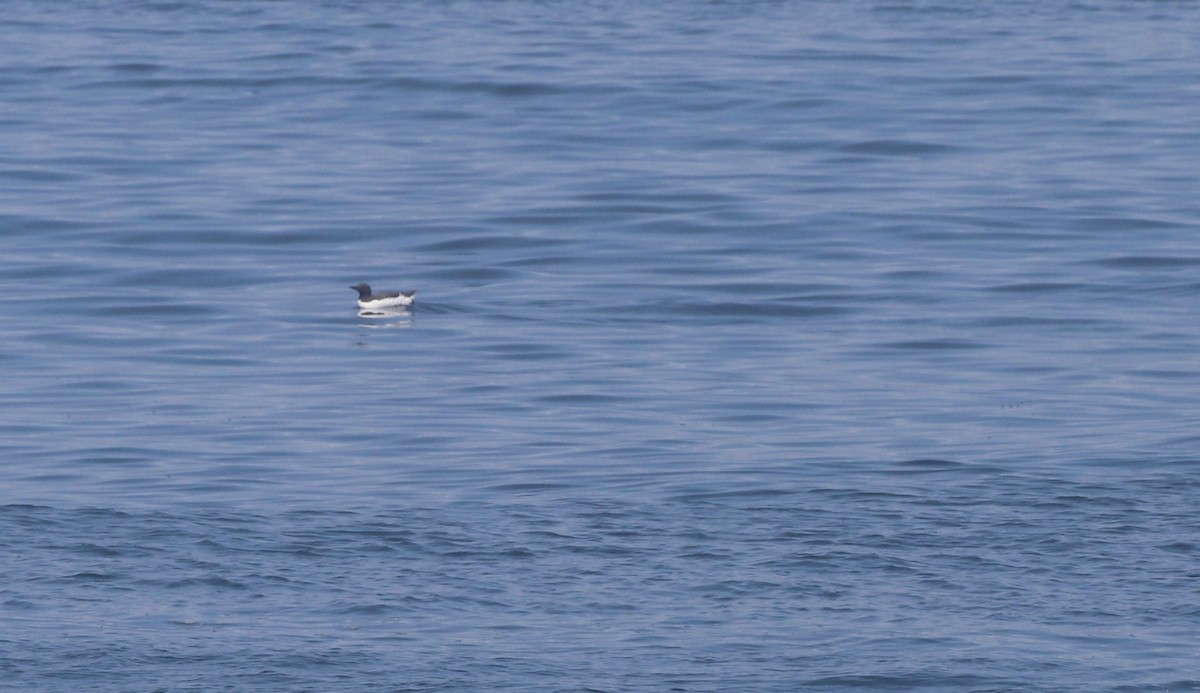 Common Murre - ML620613886