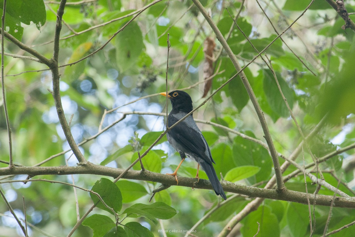 Yellow-legged Thrush - ML620613888