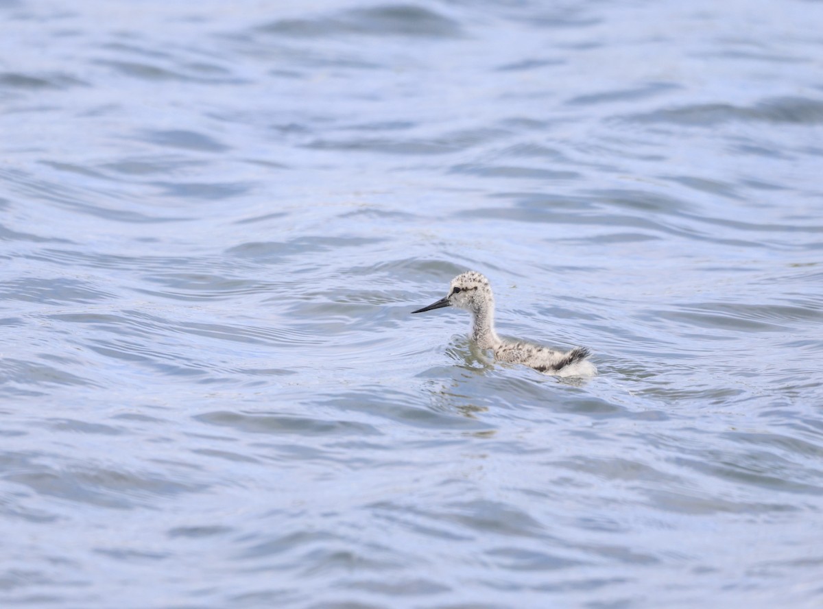 American Avocet - ML620613889