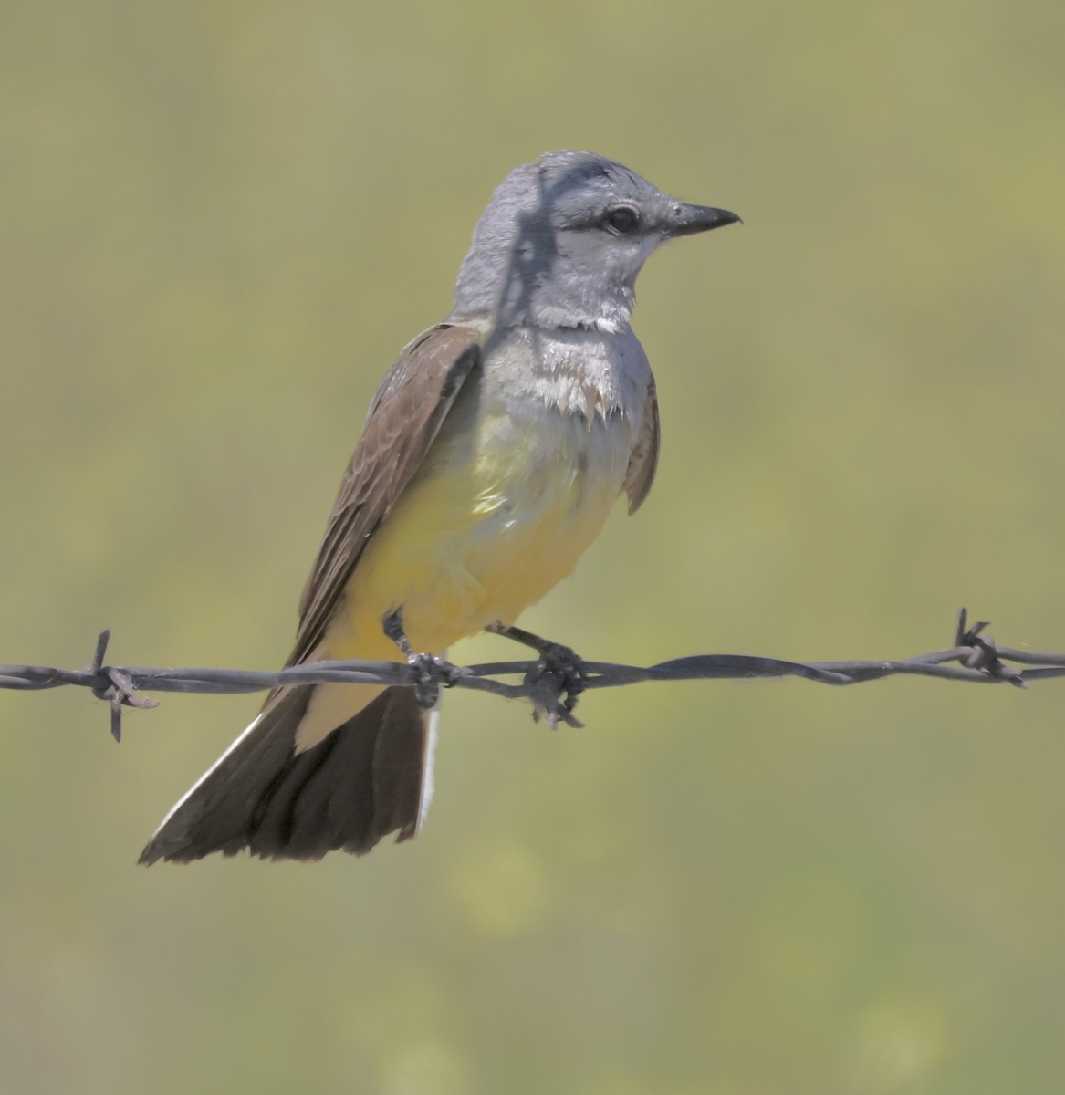 Western Kingbird - ML620613890