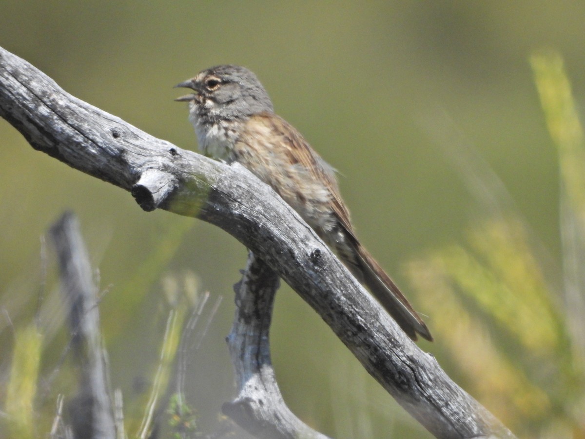 Bell's Sparrow - ML620613892