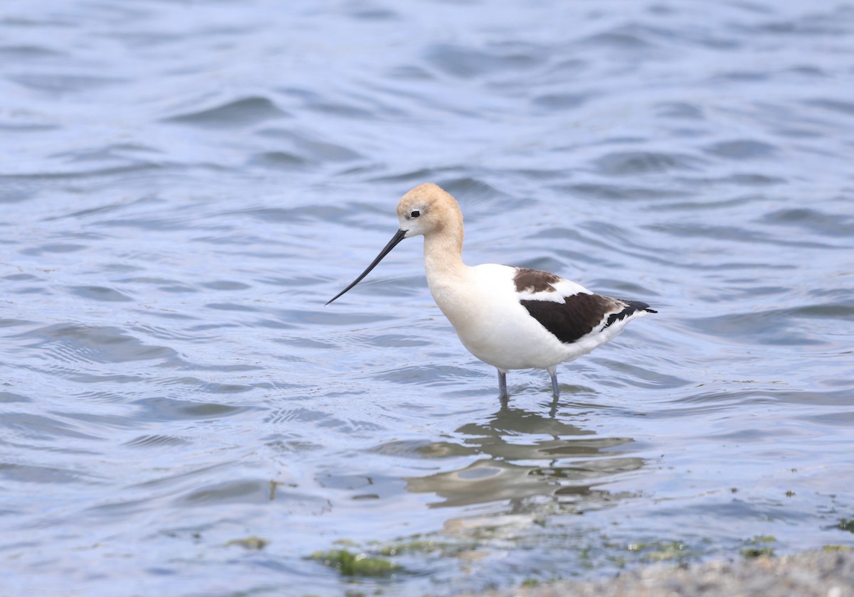 Avoceta Americana - ML620613895