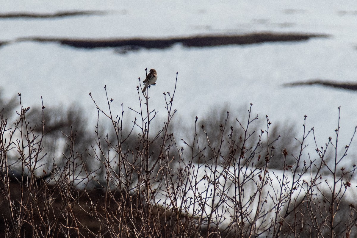 Fox Sparrow - ML620613896