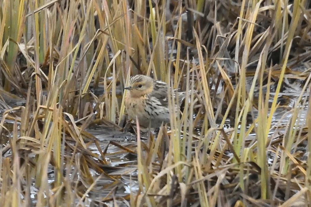 Red-throated Pipit - ML620613897