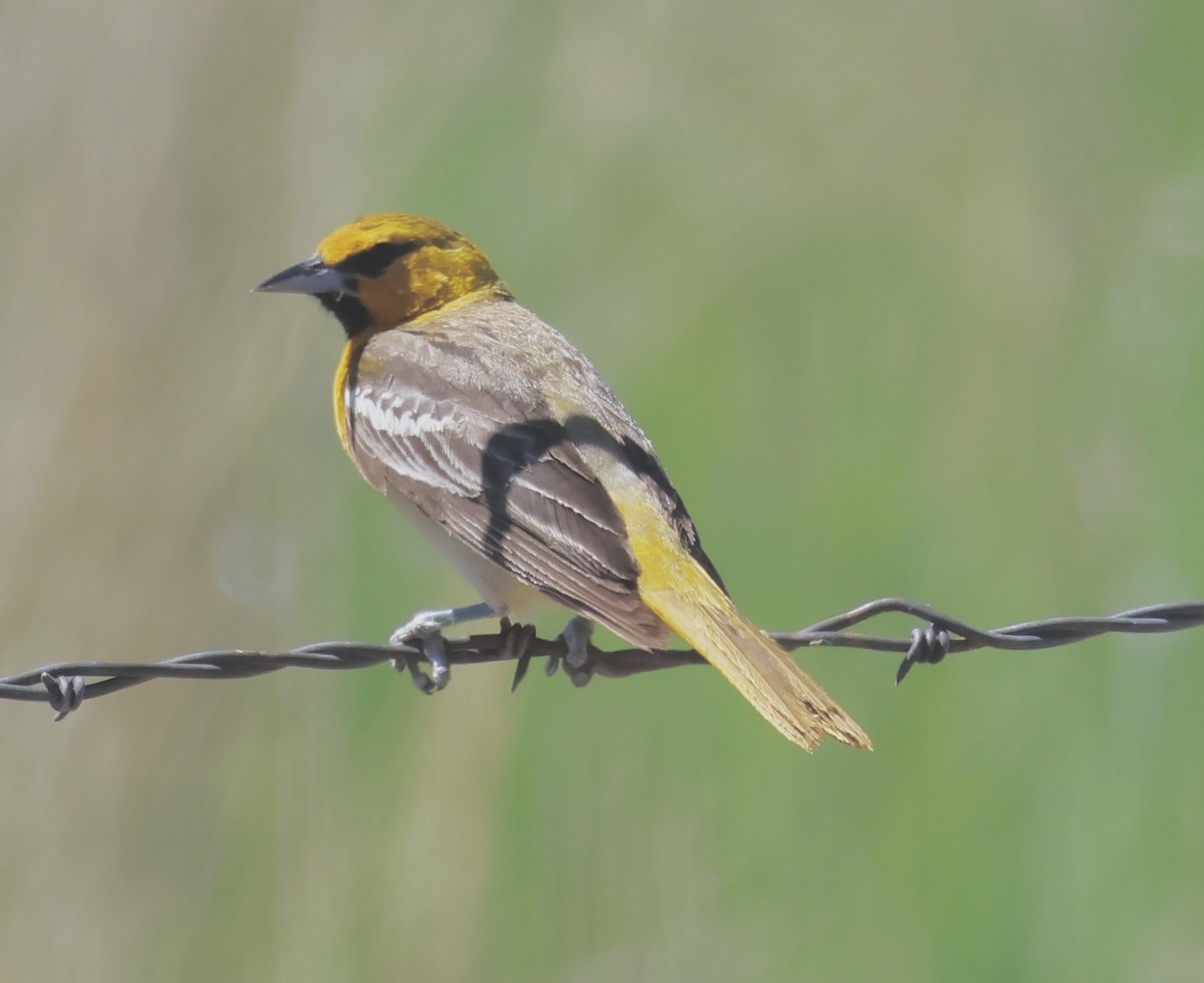 Bullock's Oriole - ML620613898