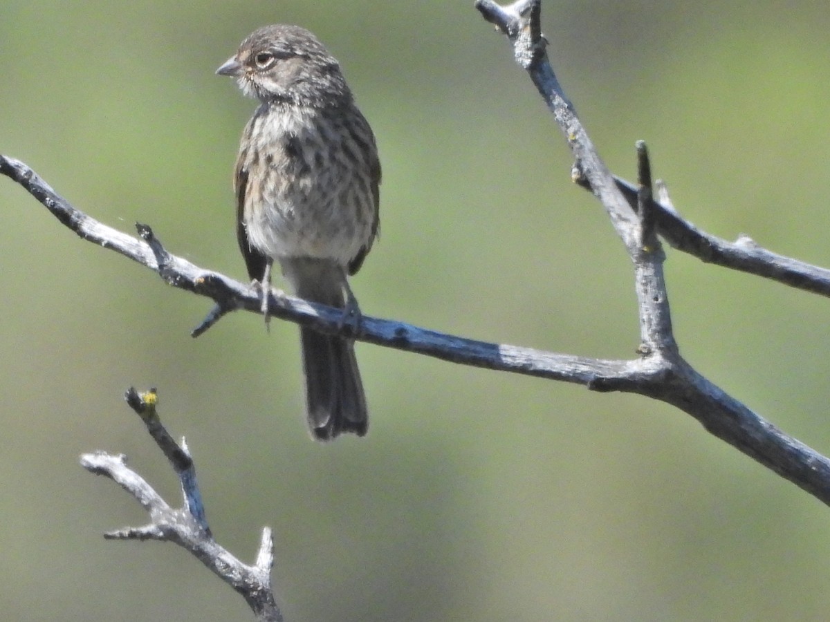 Bell's Sparrow - ML620613900