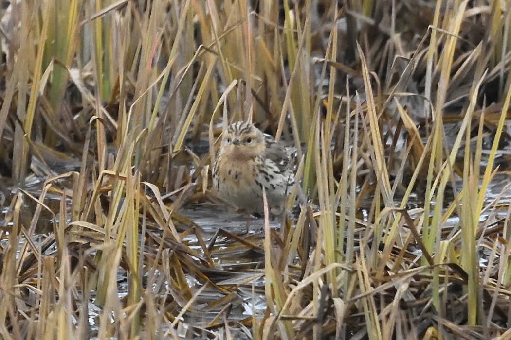 Red-throated Pipit - ML620613901