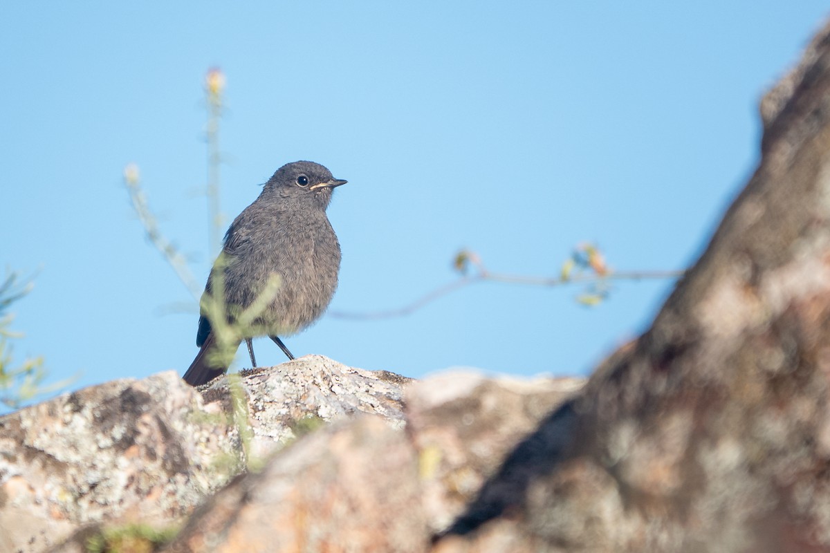 Black Redstart - ML620613902