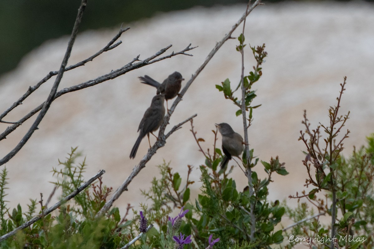 Dartford Warbler - ML620613903