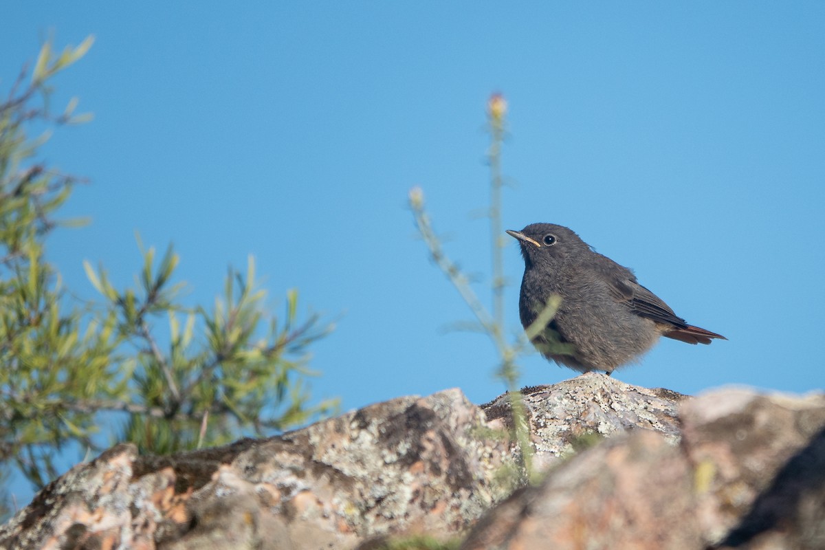 Black Redstart - ML620613904