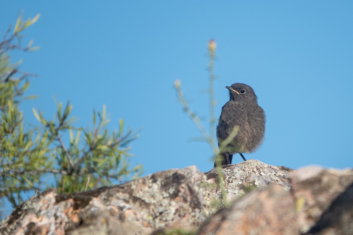 Black Redstart - ML620613905