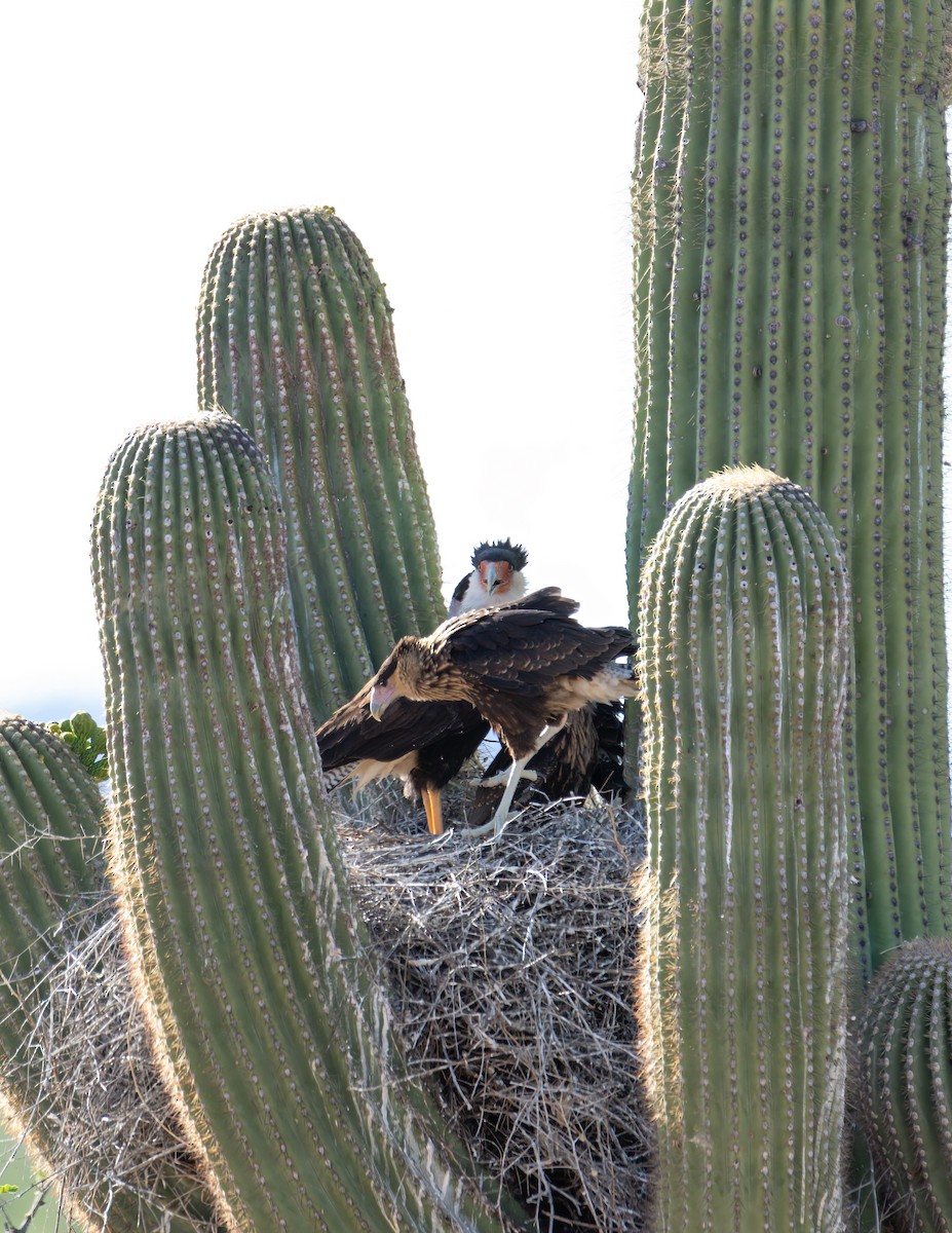 Caracara Carancho - ML620613907