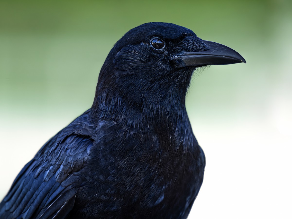 American Crow - ML620613909