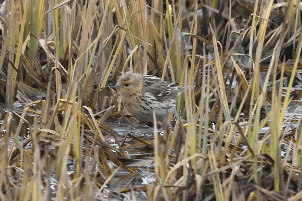 Red-throated Pipit - ML620613910