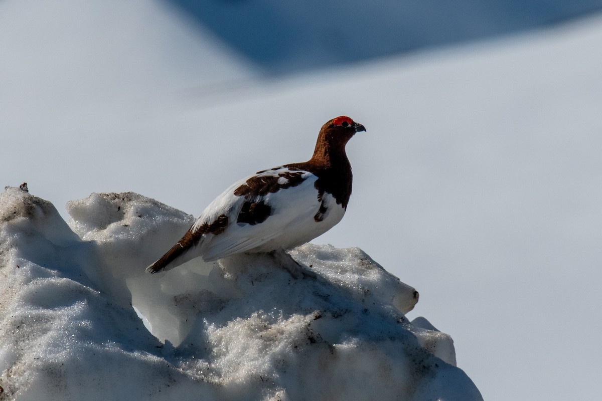 Moorschneehuhn - ML620613911