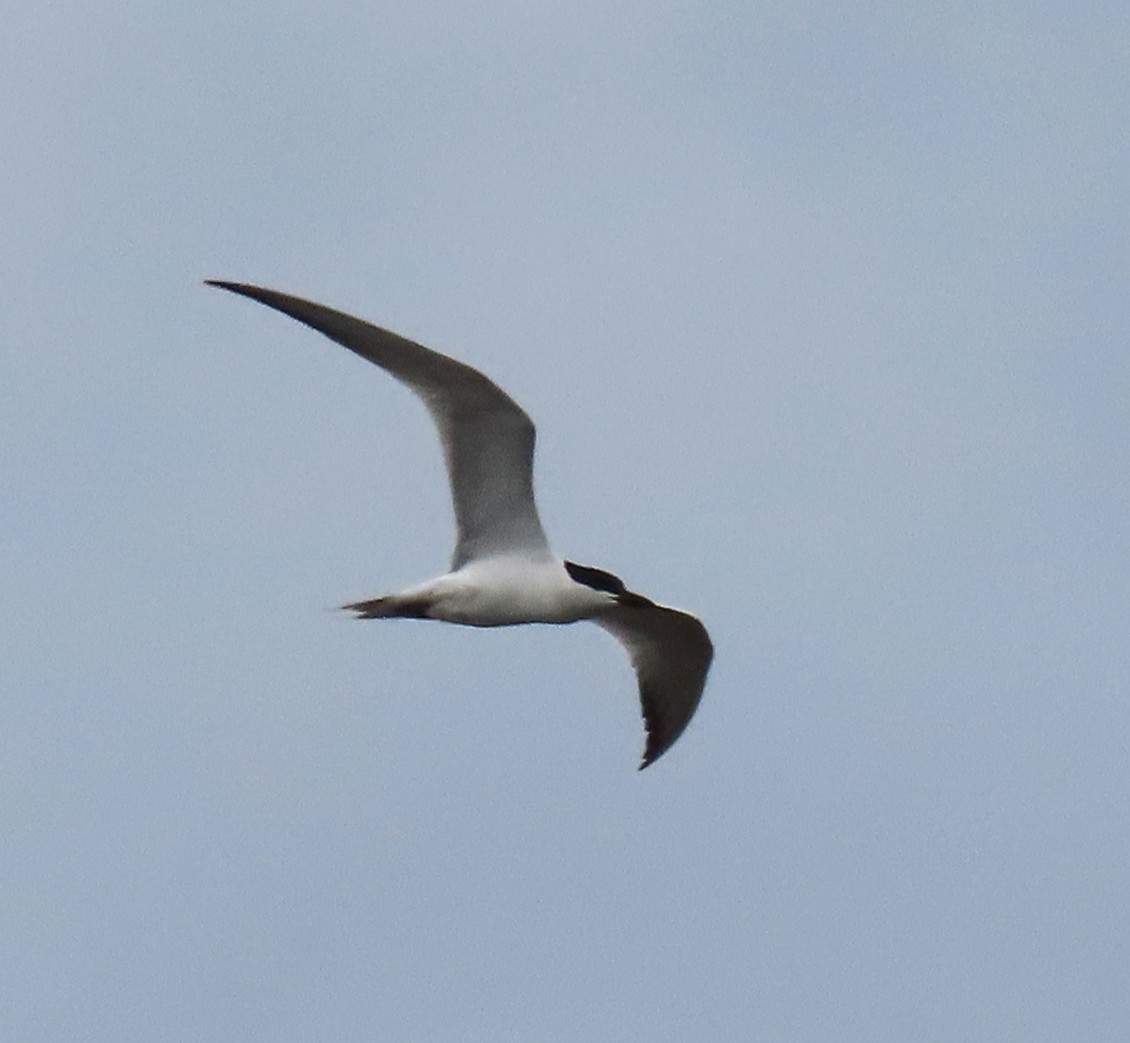 Gull-billed Tern - ML620613912