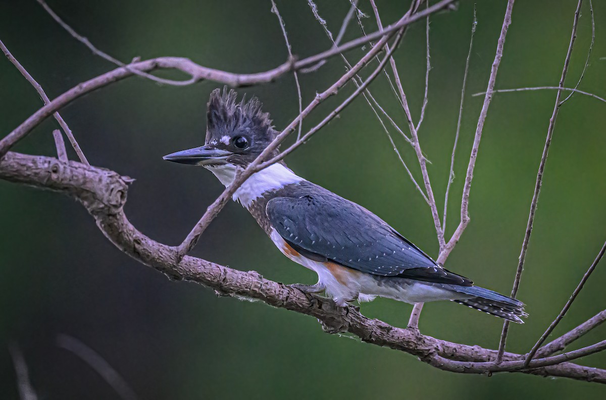 Belted Kingfisher - ML620613913