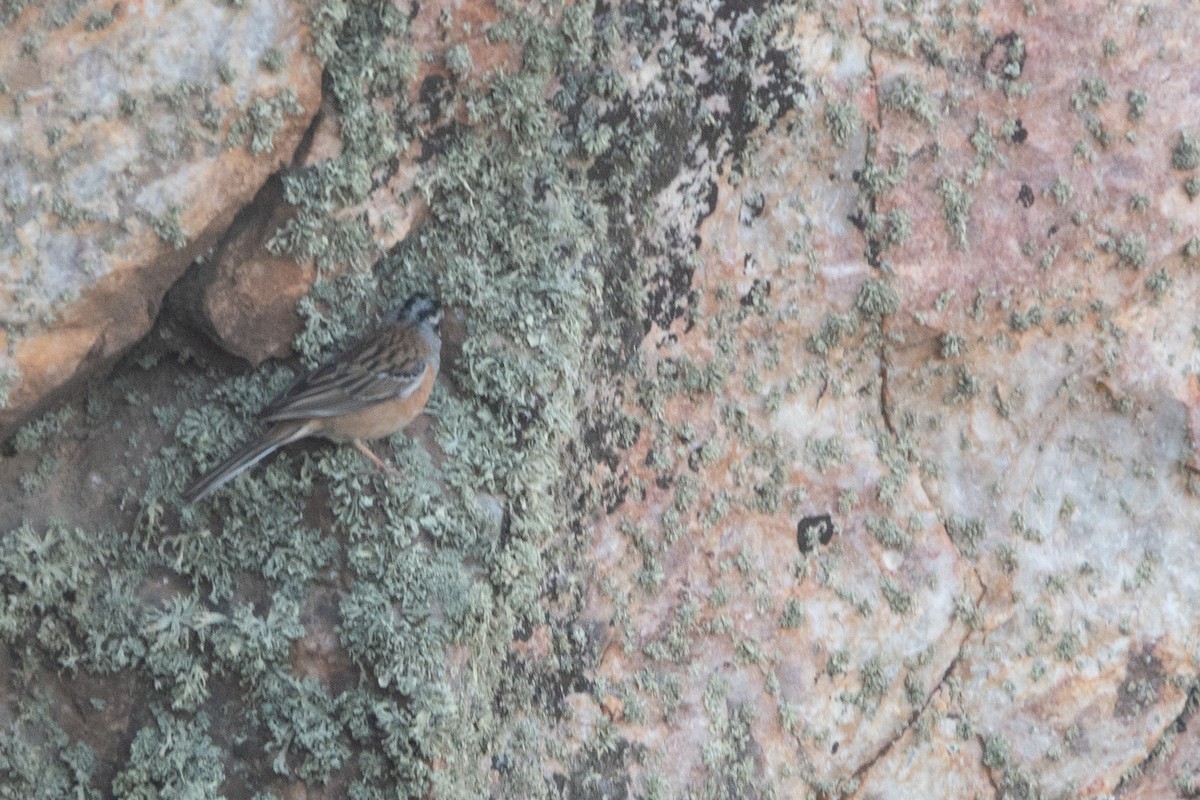 Rock Bunting - ML620613914