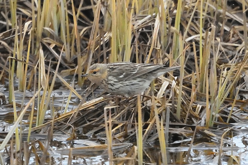 Red-throated Pipit - ML620613917