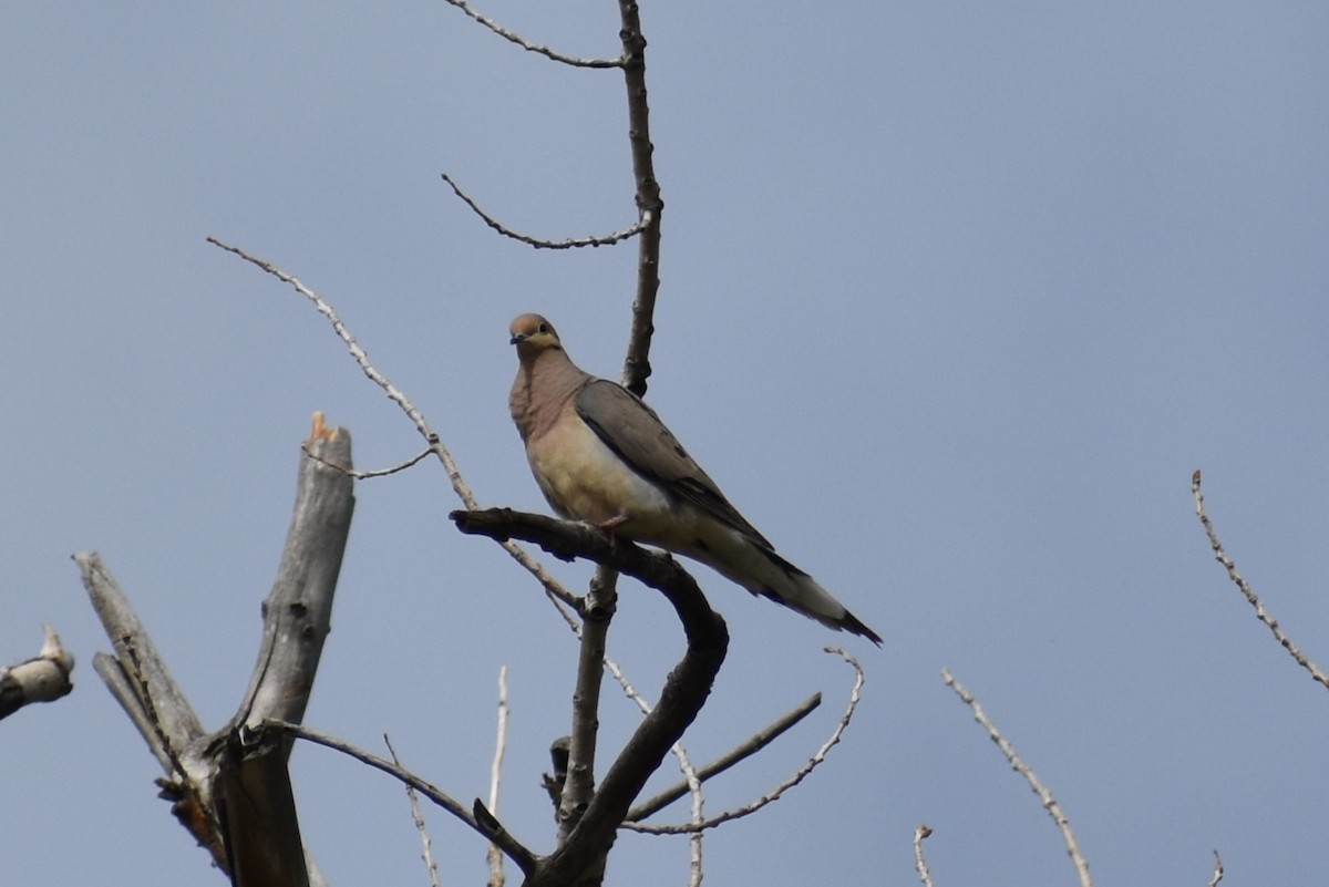 Mourning Dove - ML620613919