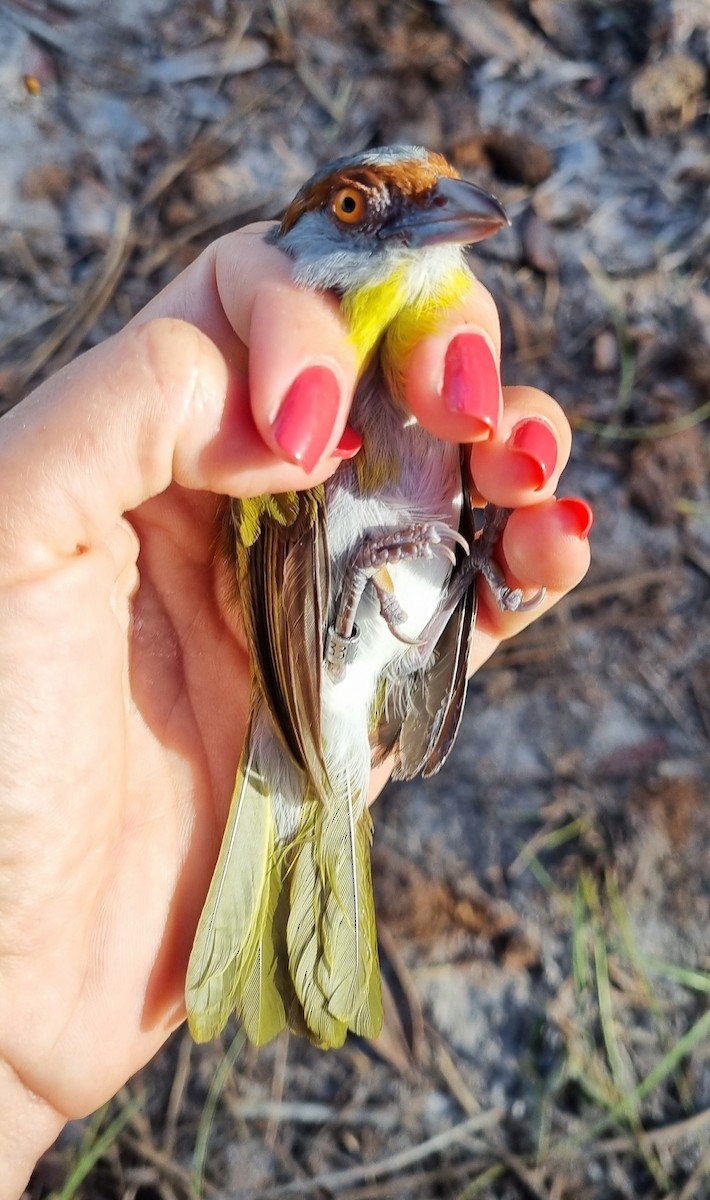 Rufous-browed Peppershrike - ML620613921