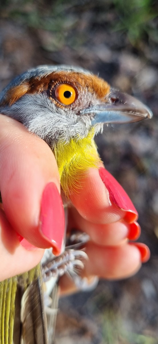 Rufous-browed Peppershrike - ML620613922