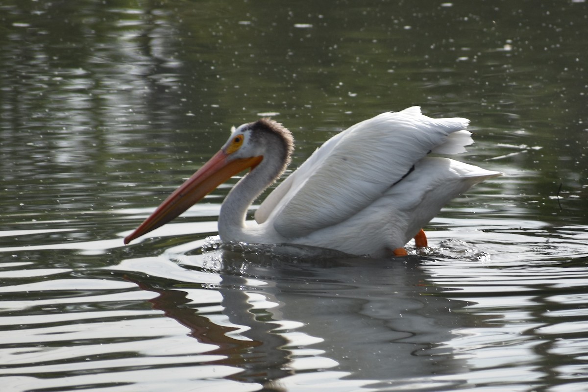 American White Pelican - ML620613924