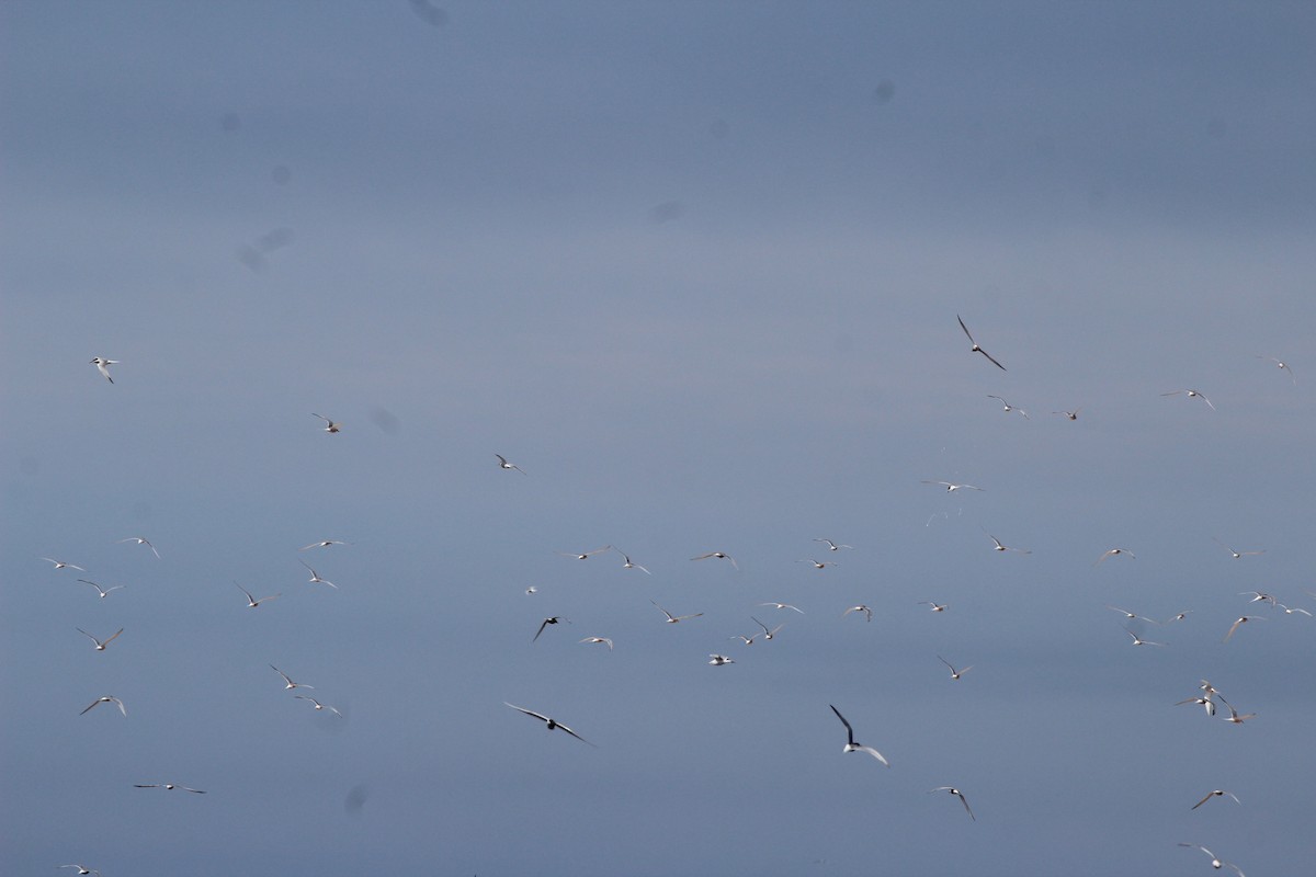 Arctic Tern - ML620613926