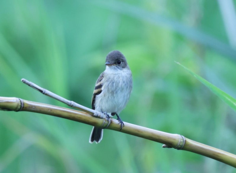 White-throated Flycatcher - ML620613928