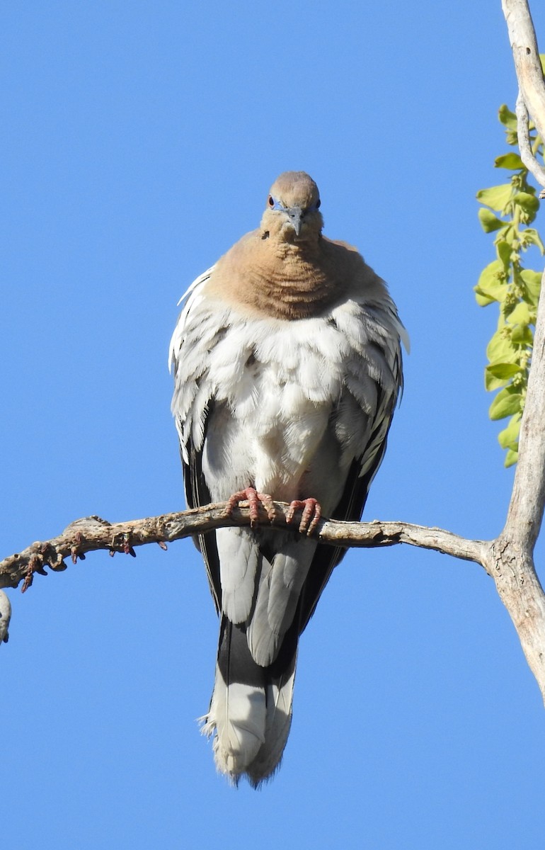 White-winged Dove - ML620613931