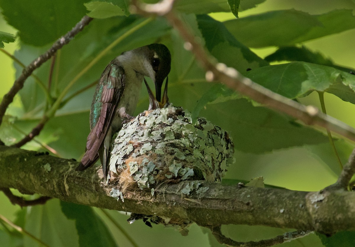 Ruby-throated Hummingbird - ML620613933