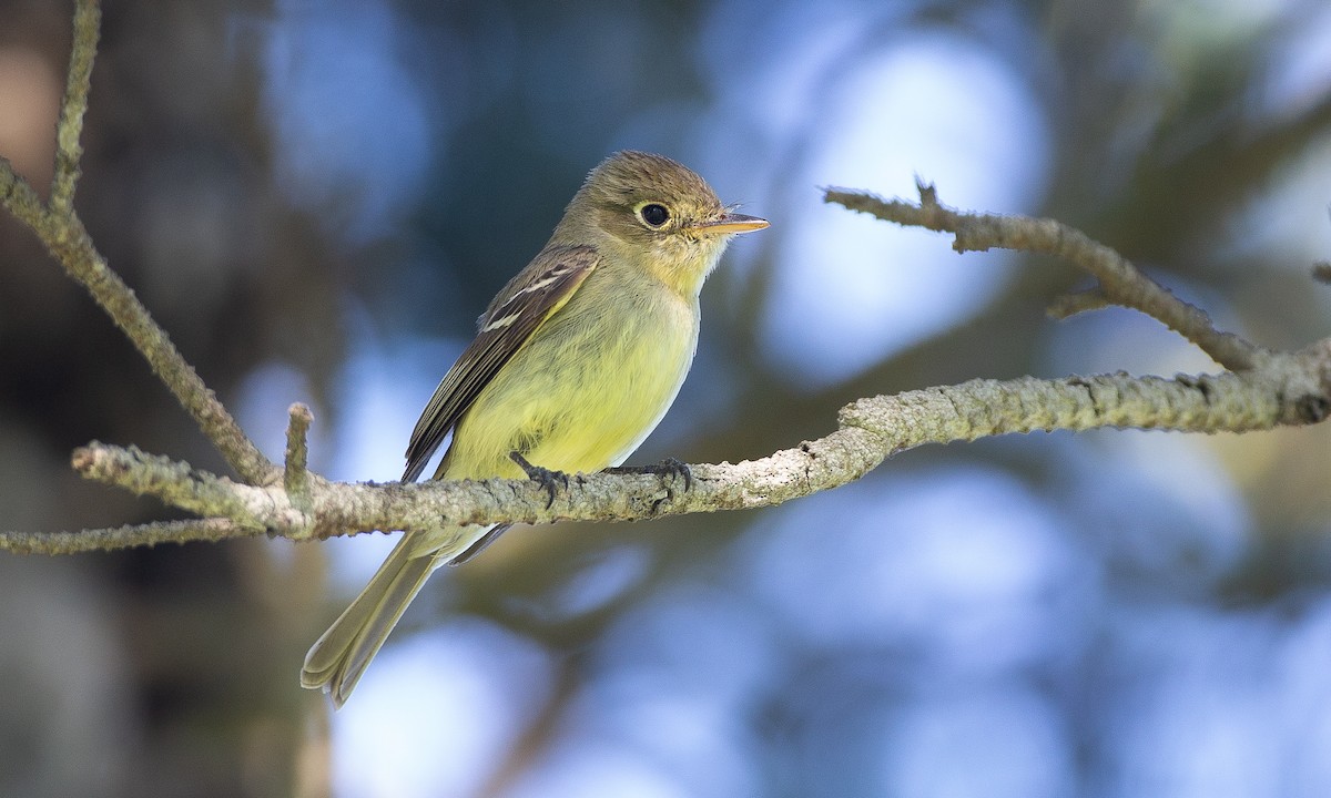 Western Flycatcher (Pacific-slope) - ML620613936