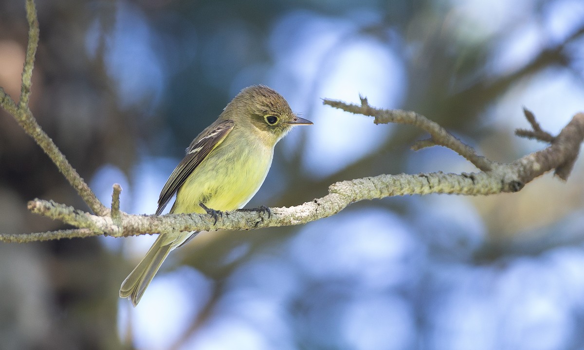 Western Flycatcher (Pacific-slope) - ML620613937