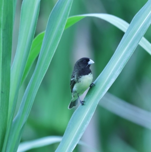 Yellow-bellied Seedeater - ML620613938