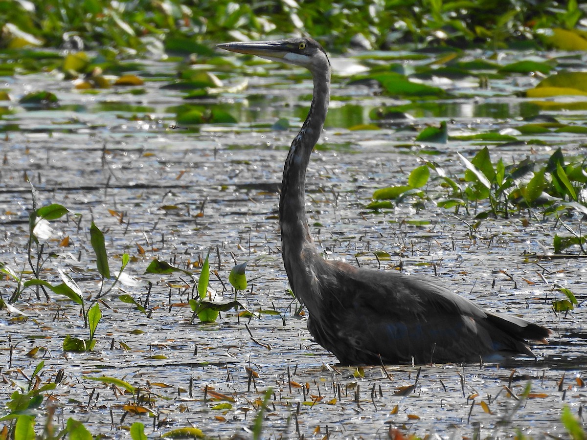 Great Blue Heron - ML620613939