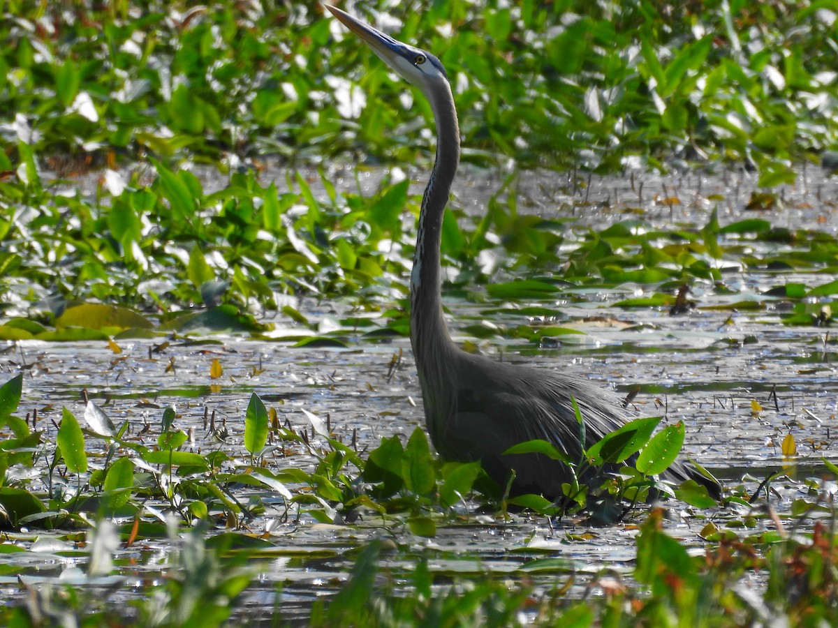 Great Blue Heron - ML620613940