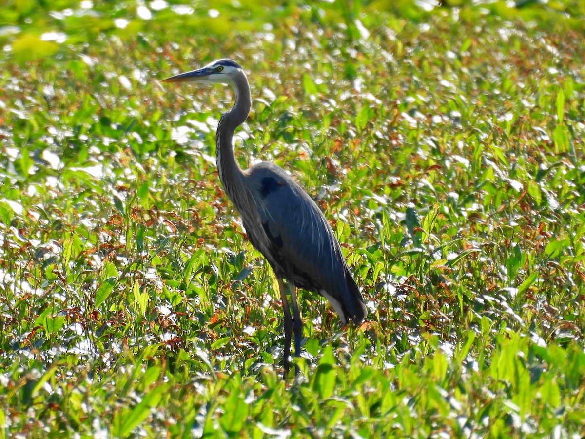 Great Blue Heron - ML620613941