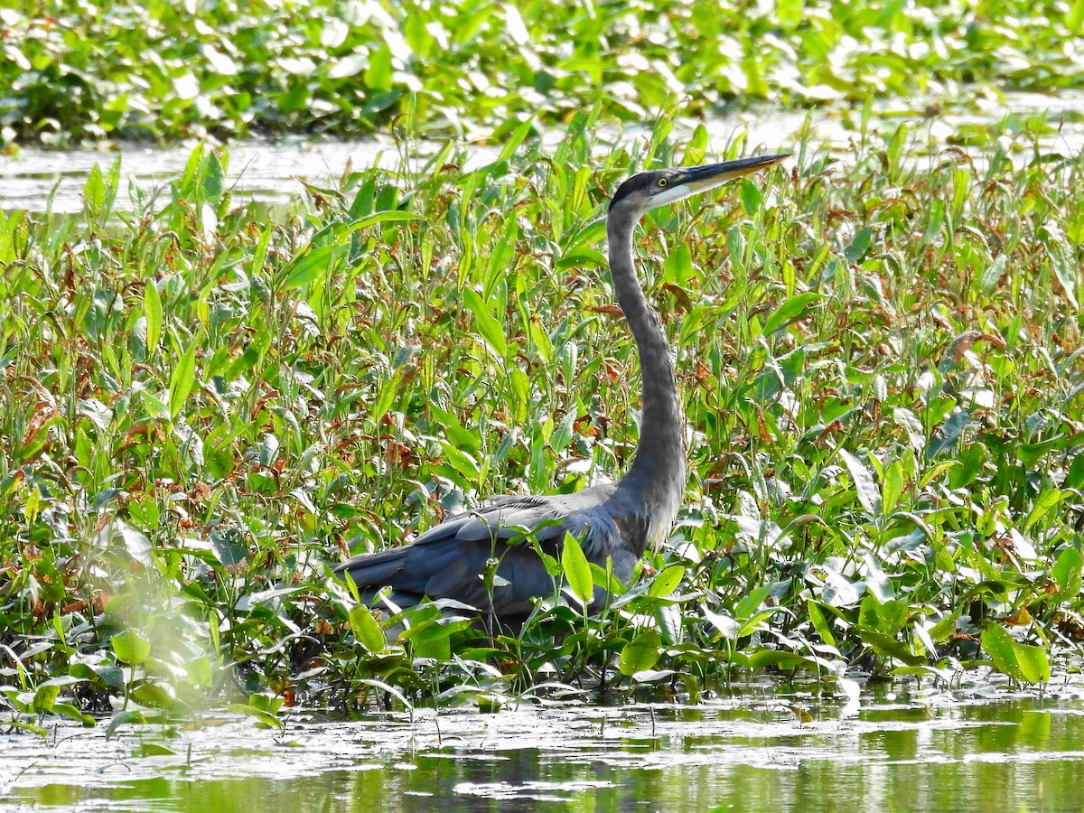 Great Blue Heron - ML620613942