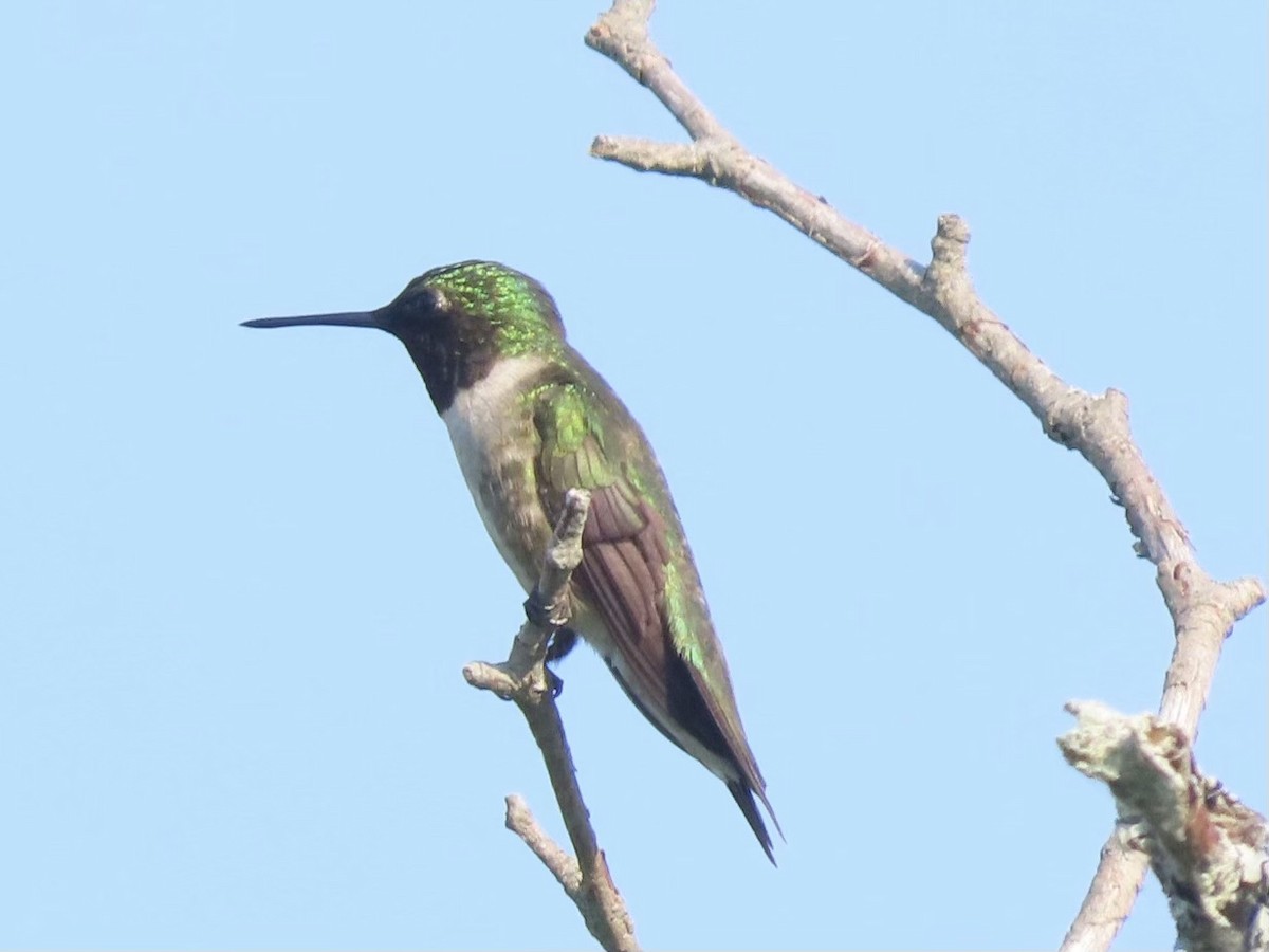 Colibri à gorge rubis - ML620613945