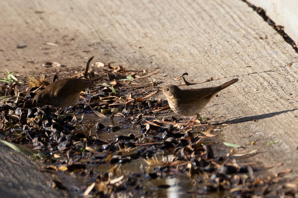 Swainson's Thrush (Russet-backed) - ML620613946