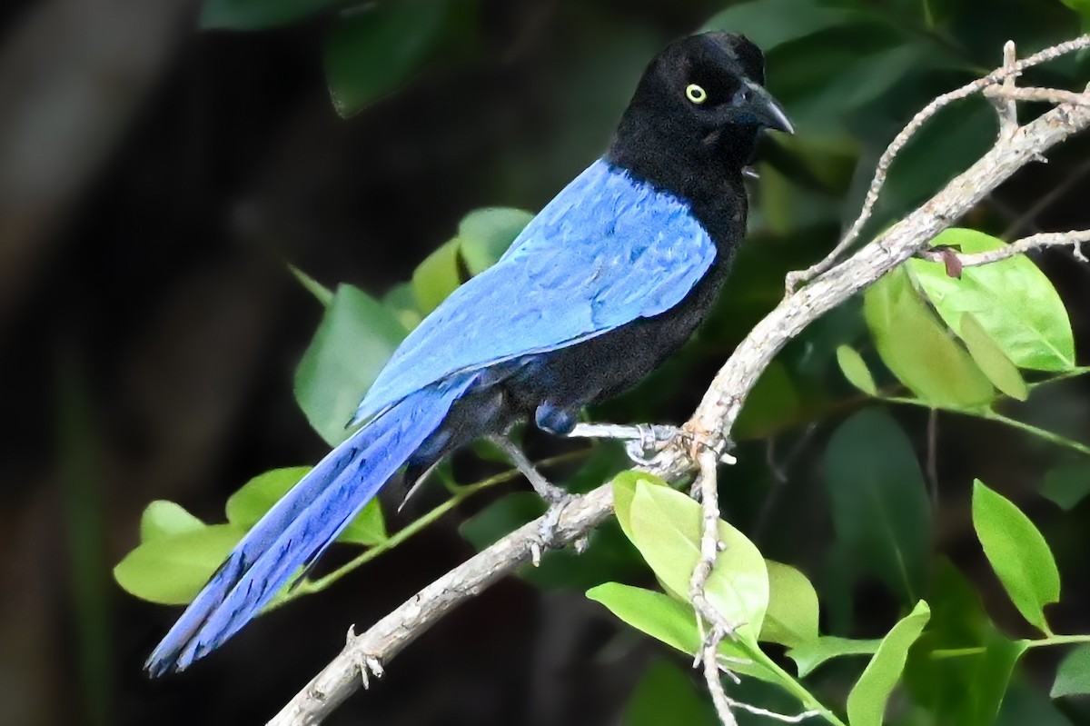 San Blas Jay - ML620613947