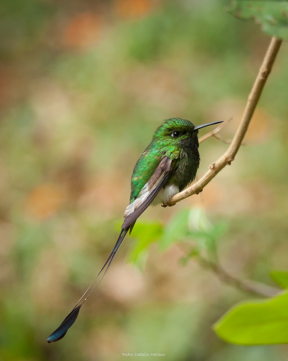 White-booted Racket-tail - ML620613949