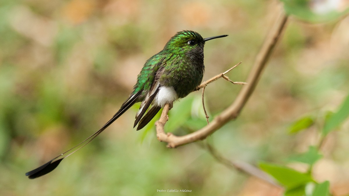 Colibrí de Raquetas Faldiblanco - ML620613951