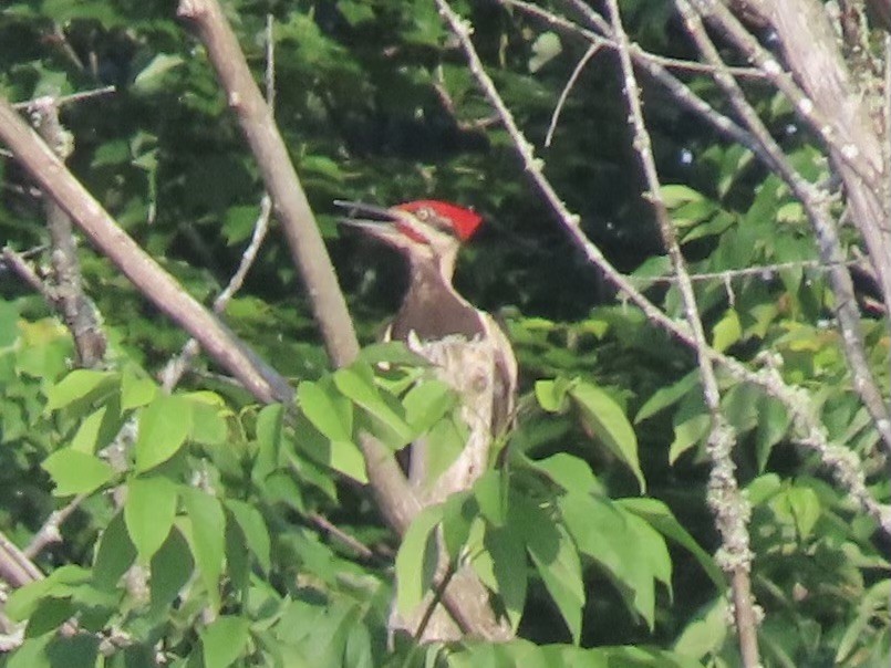 Pileated Woodpecker - ML620613952