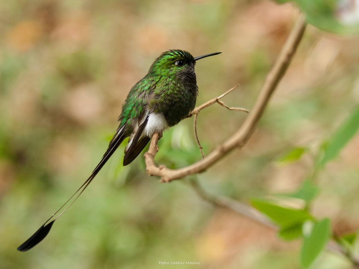 White-booted Racket-tail - ML620613953