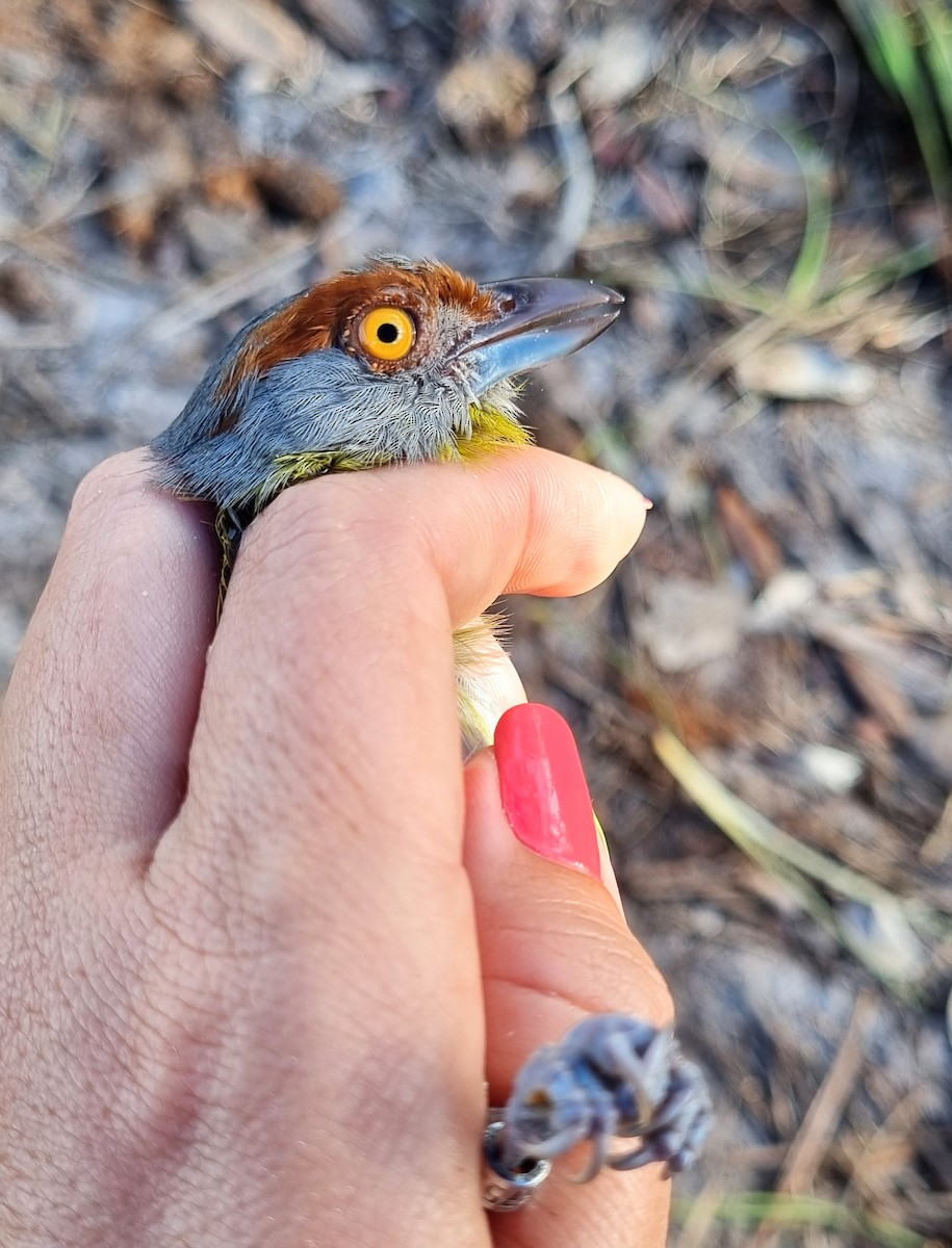 Rufous-browed Peppershrike - ML620613955