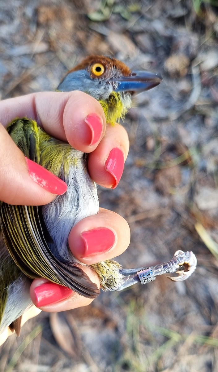 Rufous-browed Peppershrike - ML620613956